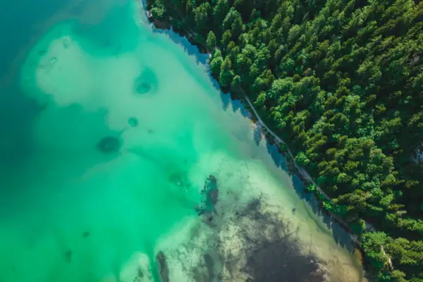 Ein Gewässer mit Bäumen.