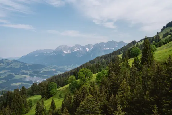 Das grüne Bergpanorama der Kitzbüheler Alpen im Sommer bei blauem Himmel.