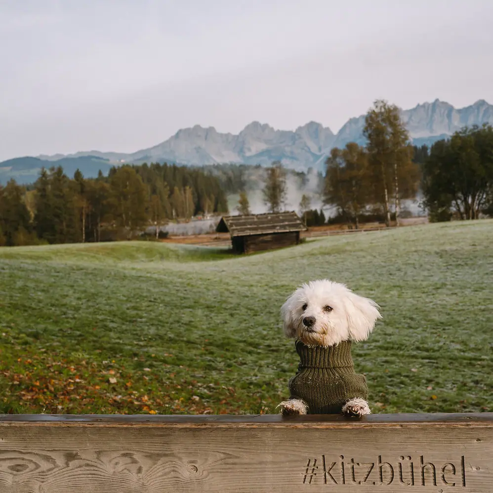 Ein Hund mit Pullover auf einem Zaun.