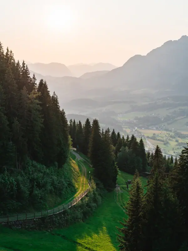 Eine Straße in einem Wald mit Bäumen und Gras.