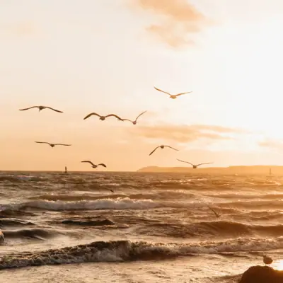 Möwen Eine Gruppe von Vögeln fliegt über der Ostsee in Travemünde.