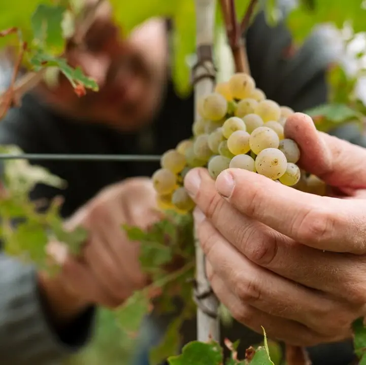 Weingut Partner HENRI Eine Person hält eine Traube auf einem Weinberg in der Pfalz..