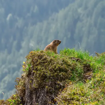 Ein Murmeltier sitzt auf einem Felsen.