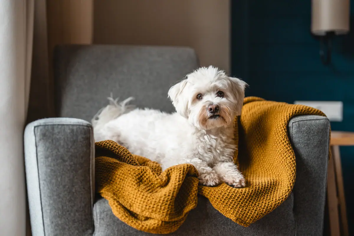Hund auf dem Sessel Ein Terrier liegt auf einem Sofa.