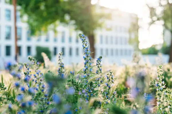 Nahaufnahme eines Lavendelfeldes im Freien