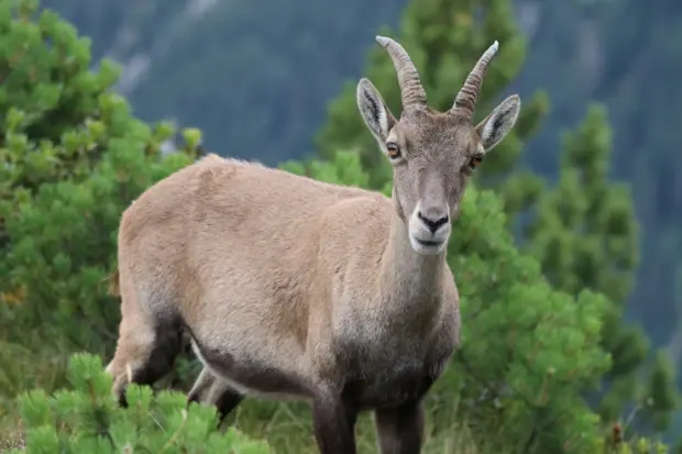 Steinbock