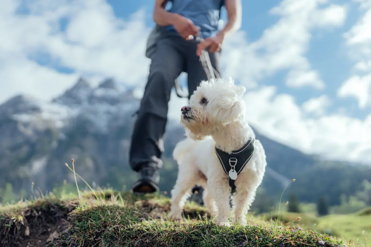 Urlaub mit Hund Garmisch-Partenkirchen Ein Hund an der Leine im Freien.