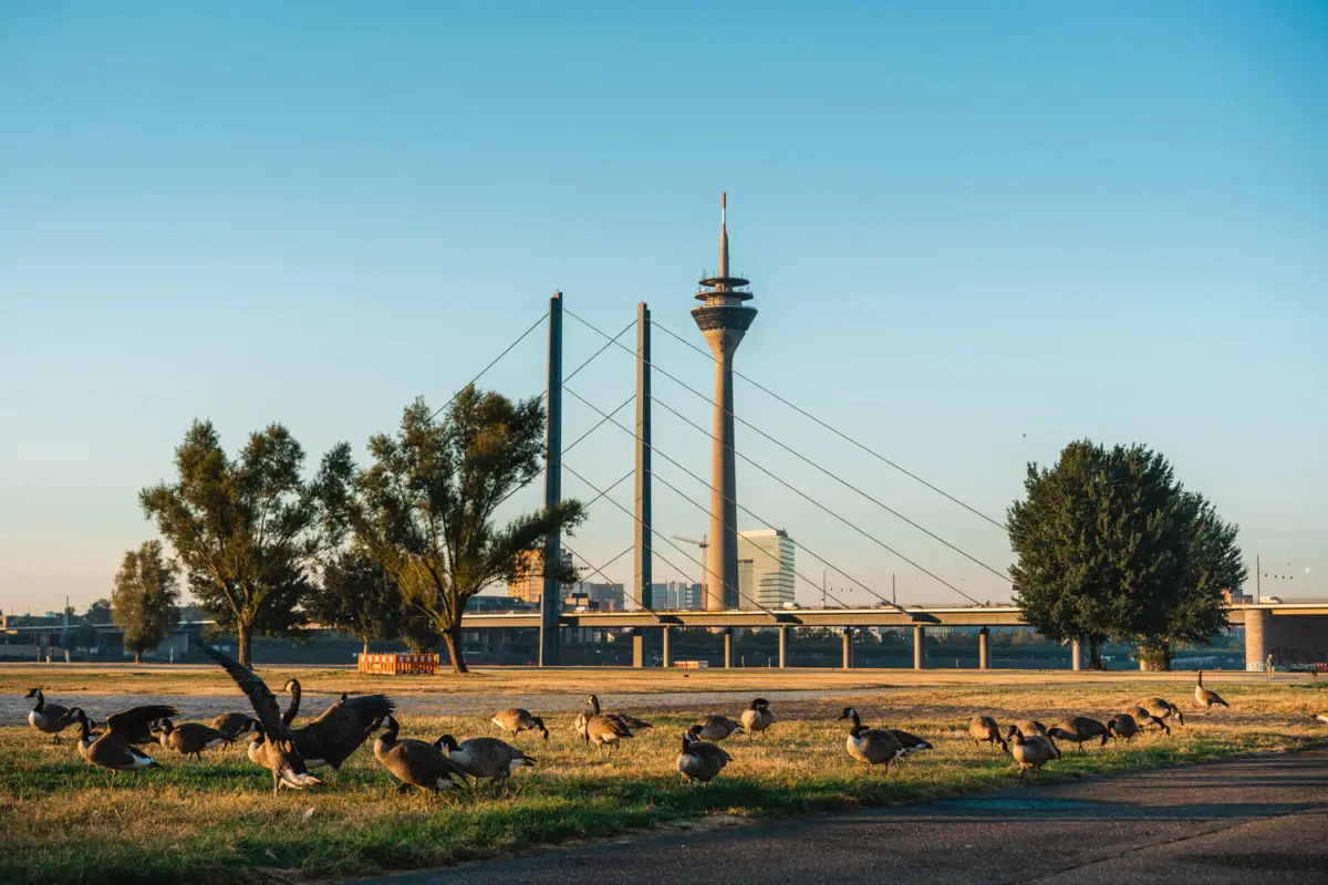 Eine Gruppe von Vögeln auf einem Feld mit einem Turm im Hintergrund.