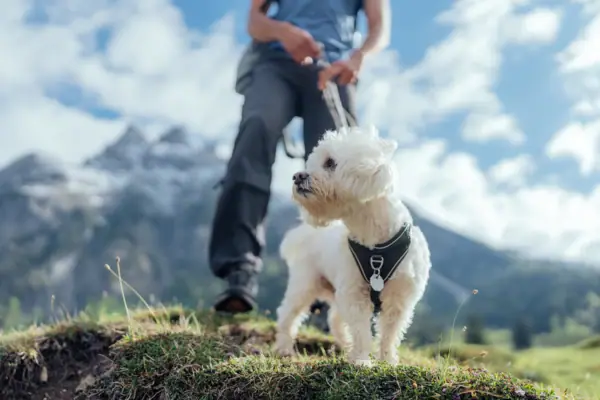 Ein Hund an der Leine im Freien.