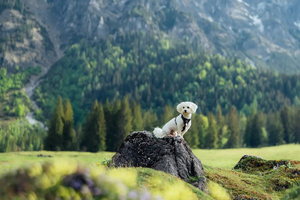 Ein Hund sitzt auf einem Felsen in einem Feld mit Bergen im Hintergrund.