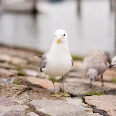 Eine Möwe steht auf Felsen.