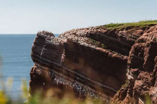 Die großen Lummenfelsen auf Helgoland mit vielen Basstölpeln und der Nordsee im Hintergrund.