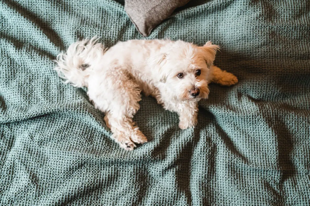 Ein Hund liegt auf einer Decke.